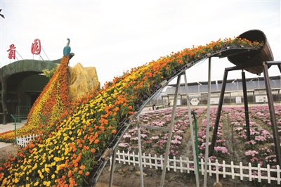 台海花卉港菊园