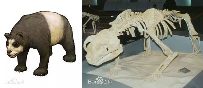 三水盆地发现冠齿兽化石_发现年代最古老的化石_湖南发现大熊猫化石