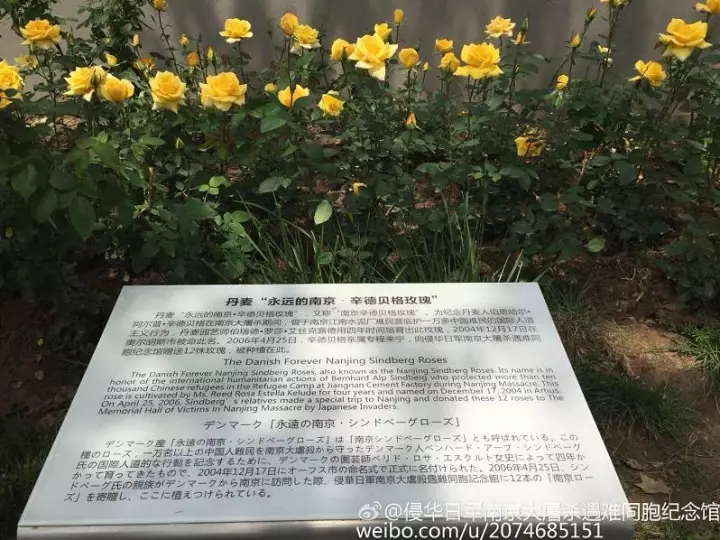 纪念馆和平公园里的“永远的南京·辛德贝格玫瑰”