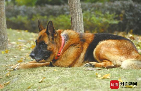 沈虎——退役的英雄搜救犬,还有两个月就12岁了.摄影:雷远东