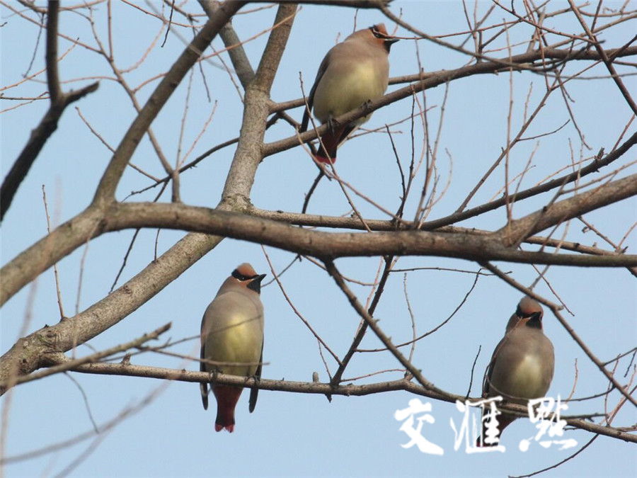 树上停的是什么鸟?南京古林公园梅花初绽 吸引一群美丽的鸟儿来"作客"