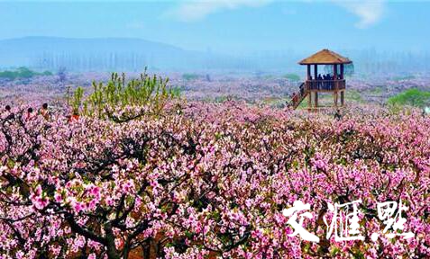 去年江苏各地举办梨花节,桃花节,樱花节,油菜花节,草莓文化节,葡萄节