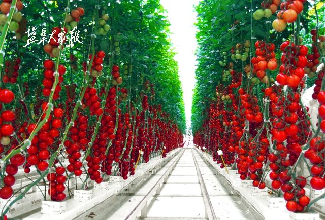 温室串番茄栽培，引进欧洲优良种质资源，成果外形像葡萄，种出来是一整串的番茄，造型特殊。