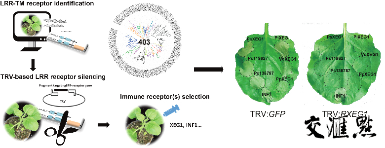 高通量免疫受体筛选体系 高通量免疫受体筛选体系