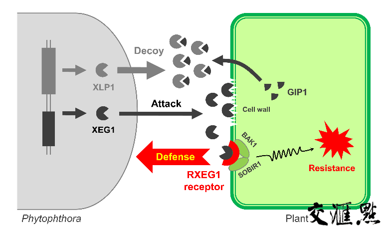 XEG1作用模式图 XEG1作用模式图