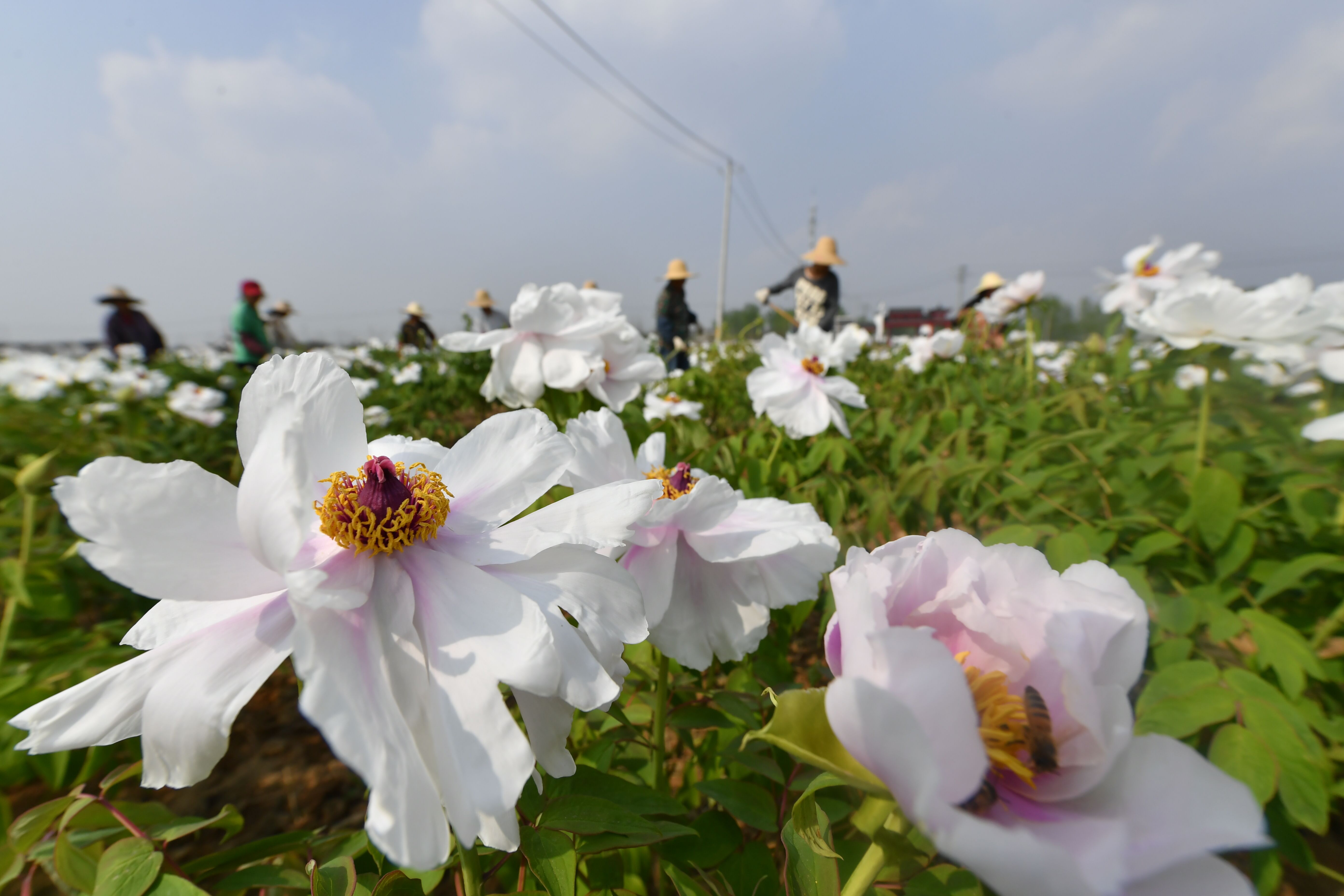 谷里金陵国花园300万株牡丹盛开马杰斯特t3电动车图片