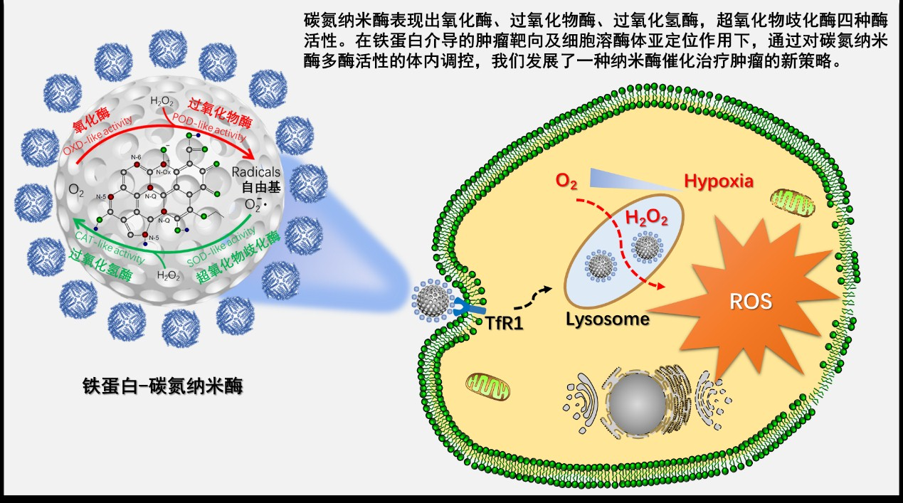 由于过氧化氢可被过氧化物酶催化产生具有细胞毒性的自由基,因此过