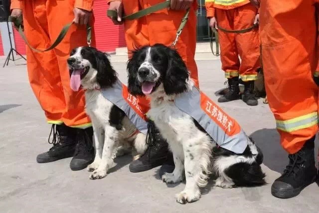 （图为参加救援的搜救犬。）