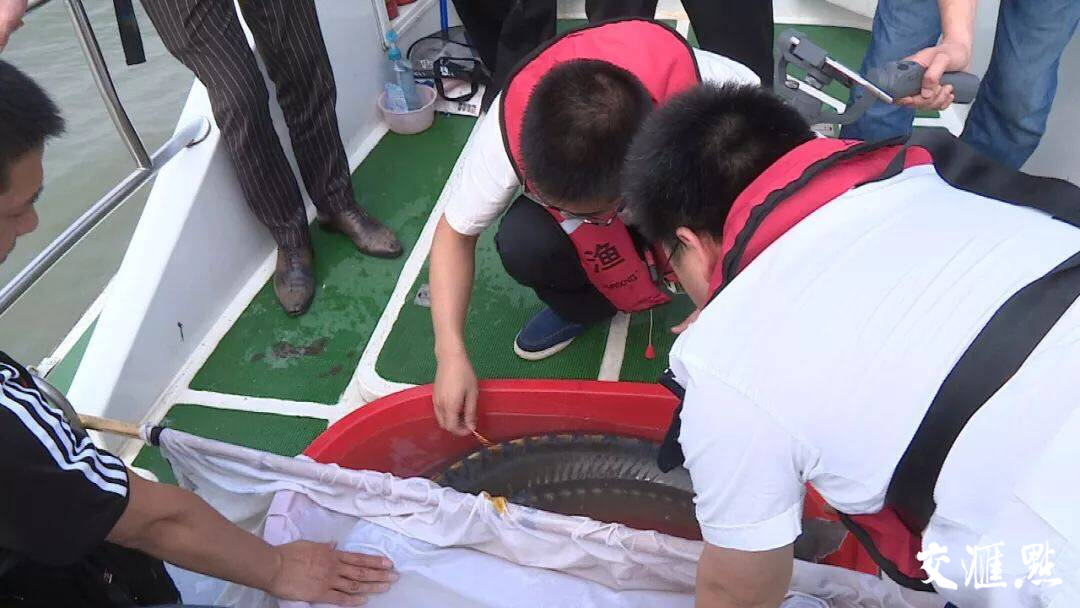 这条被误认为&ldquo;野生中华鲟&rdquo;的杂交鲟被放生长江。