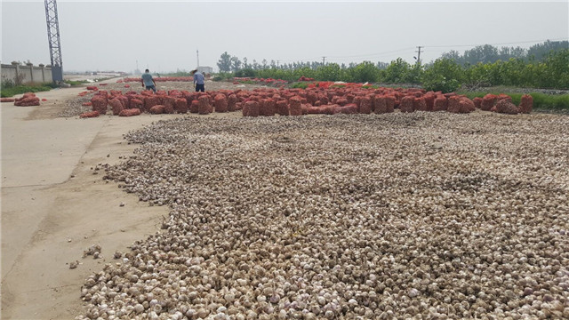 丰产的大蒜。交汇点记者 丁亚鹏 摄
