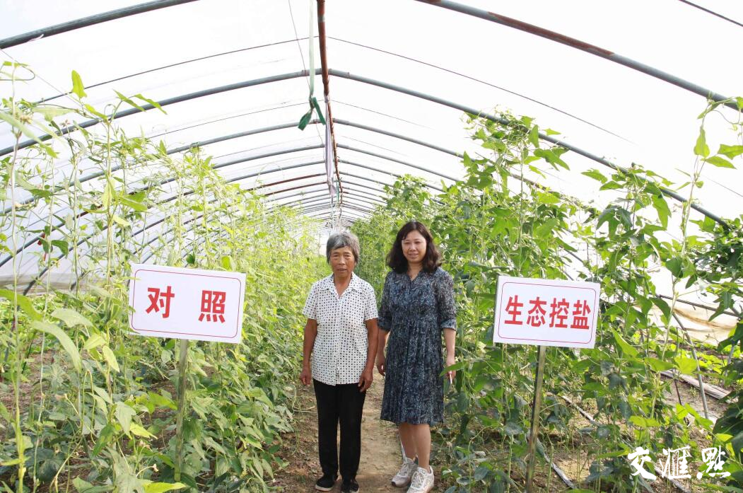 “生态控盐”后的蔬菜生长对比图（左为处理前，右为处理后）。