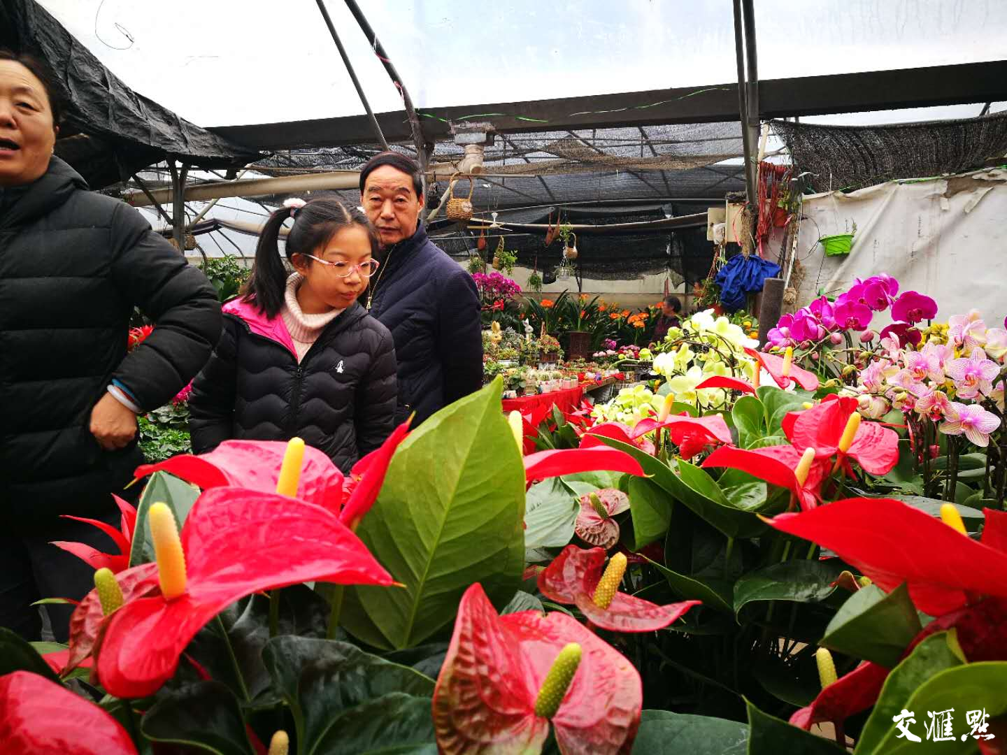 春节将至，南京花市热闹非凡