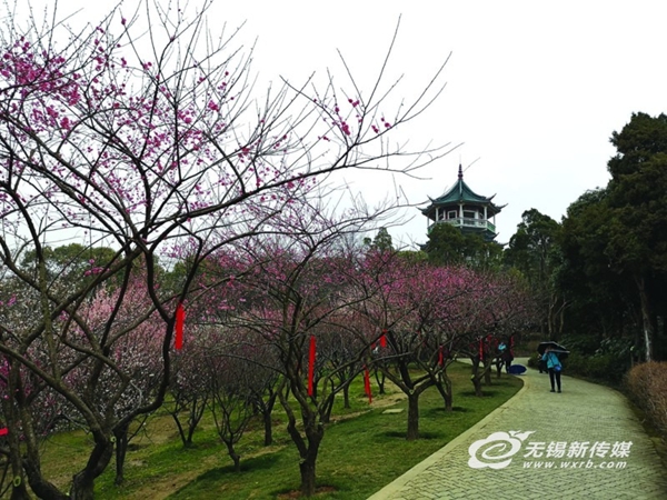 3月1日，荣氏家族捐献的、重新栽种的梅花与优美的古建筑交相辉映。（陈大春摄）