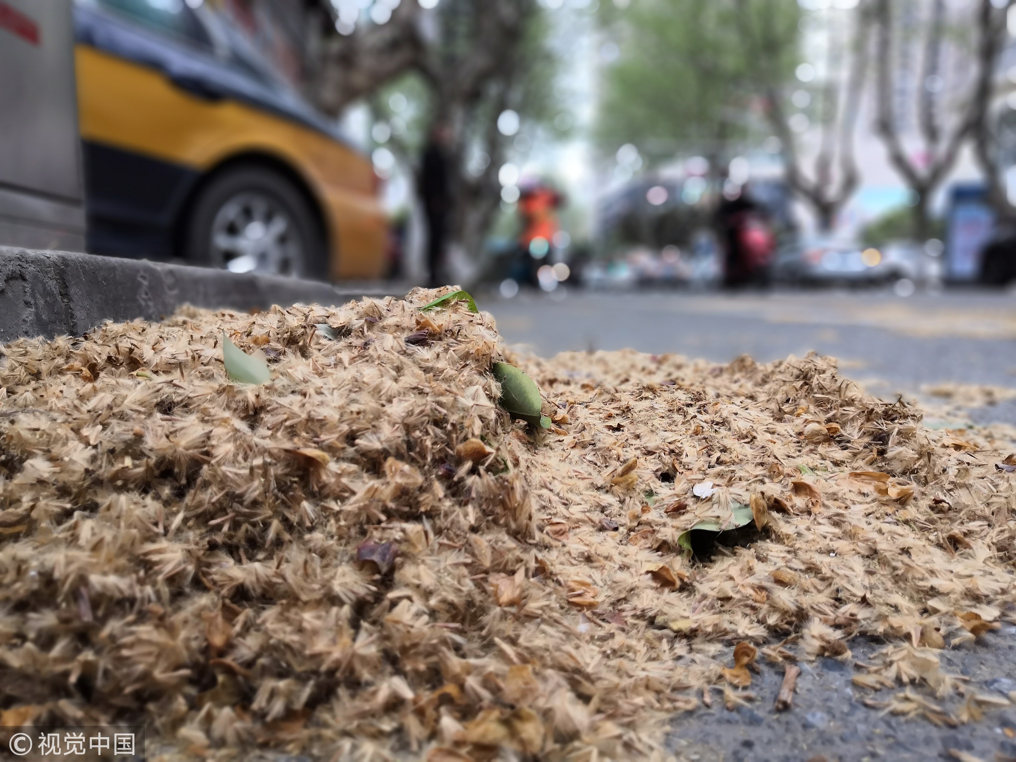 南京梧桐树即将炸毛这篇防过敏攻略赶紧收藏