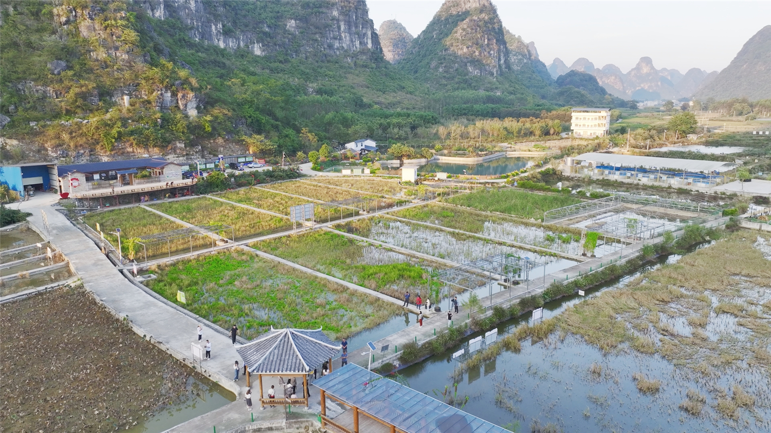 柳州市柳江区里高镇乘着东风,全力建设稻田生态综合种养示范区,积极打造稻田螺蛳品牌,带领群众就业增收,共同致富。图为柳州市柳江区螺蛳良种繁育和养殖示范基地航拍。
广西日报-广西云客户端记者 杨思悦/文 胡兆双/摄