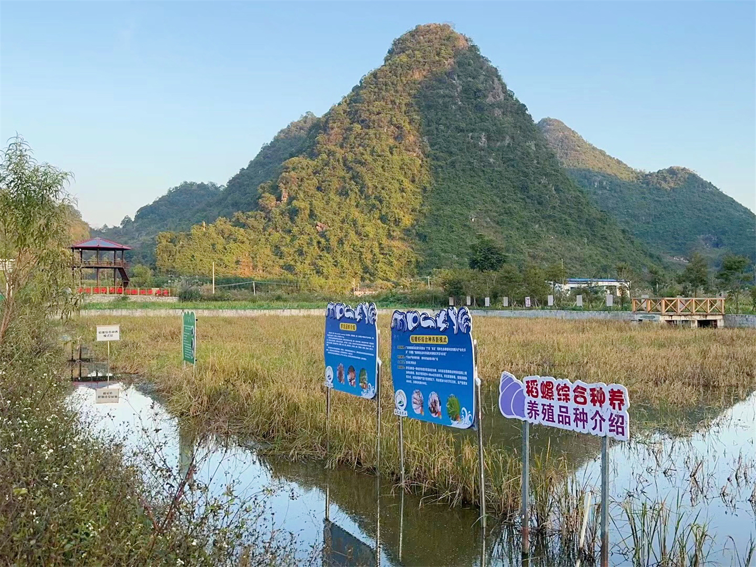 群山环绕间,水田连接成片。据负责人介绍,这种螺蛳和水稻的共养模式可以充分利用空间,稻田养螺,螺养水稻,达到“一田多用、一水多用、一季多收”的效果。图为稻螺综合种养示范田。广西日报-广西云客户端记者 杨思悦/文 甘艳霞/摄
