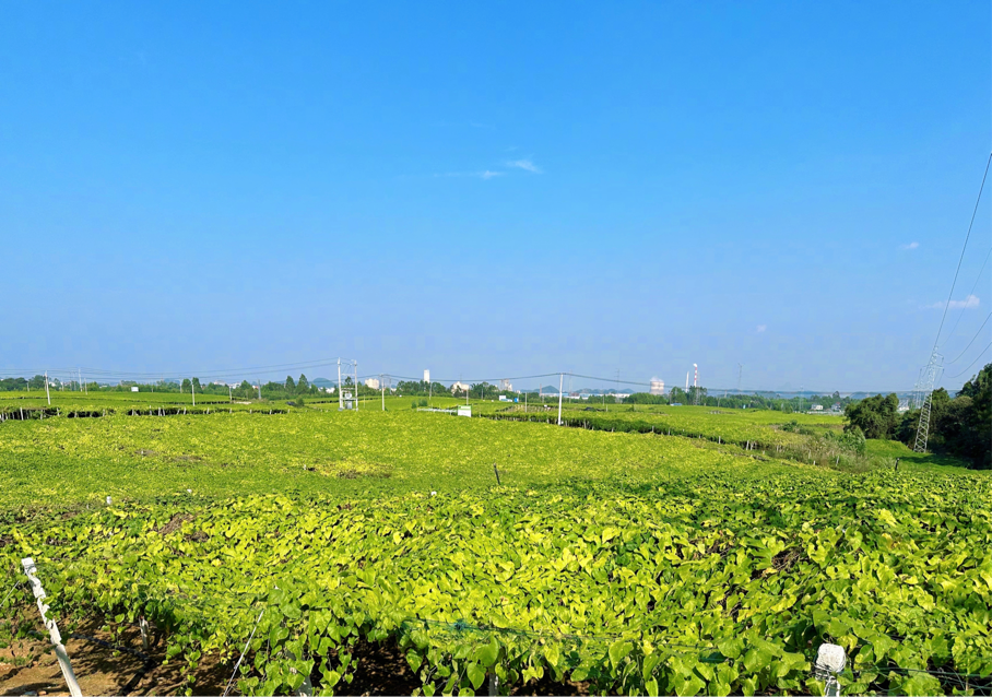 示范园种植区里,郁郁葱葱的罗汉果田碧绿连天。据介绍,该园区规划总面积3900亩,其中核心区面积620亩。主要建设种质资源保护与扩繁区、品种对比试验区、绿色循环标准种植区,品种选育区、反季节栽培区、一种两收示范区、富硒罗汉果生产示范区、罗汉果品种展示区等8大功能区。
示范园建成后,将成为全国首个集罗汉果种质资源保护、品种选育、母种脱毒、种植、种植、加工、科研及展示于一体的科技示范园。图为成片的露天罗汉果田。
新华日报•交汇点记者 宗祺 广西日报-广西云客户端记者 甘艳霞/文 宗祺/摄