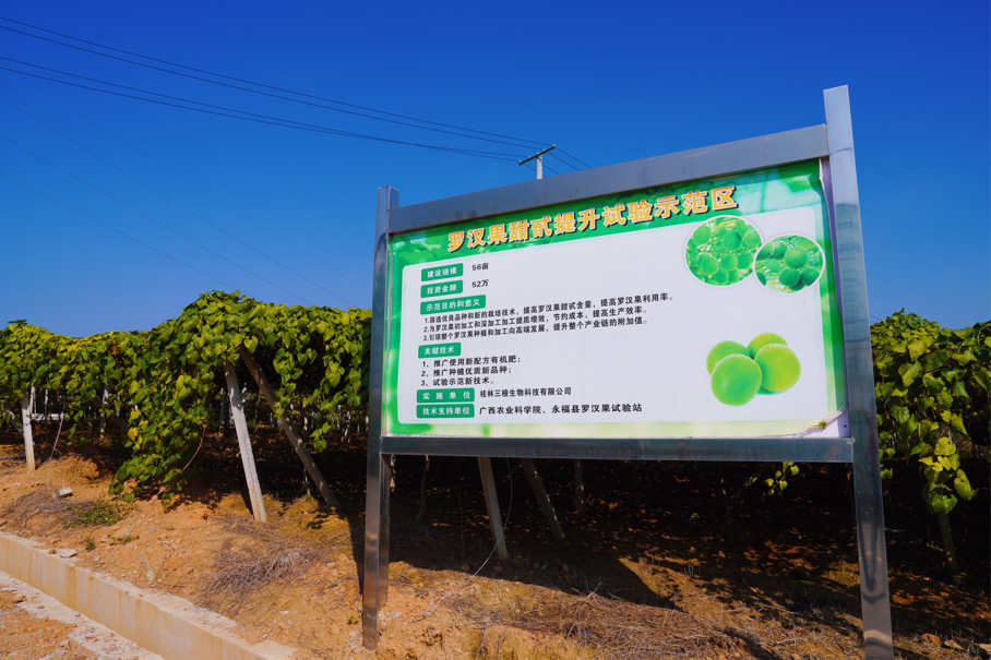 小小果儿价值高,作为永福县原产地生长出的支柱产业,罗汉果已成为全县乡村振兴和群众增收的“致富果”。
目前,永福县罗汉果种植面积达15万亩,分布全县9个乡镇,预计2023年产果超16亿个。全县从事罗汉果收购、加工、销售的企业和专业合作社160余家,其中区级以上龙头企业4家,市级龙头企业4家,国家级示范社2家,开发出罗汉果甜甙、浓缩汁、饮料、中成药等120个产品,产品远销全国各地及欧美、东南亚等国家和地区。图为示范园内的罗汉果甜苷提升试验示范区。
新华日报•交汇点记者 宗祺 广西日报-广西云客户端记者 甘艳霞/文 杨思悦/摄