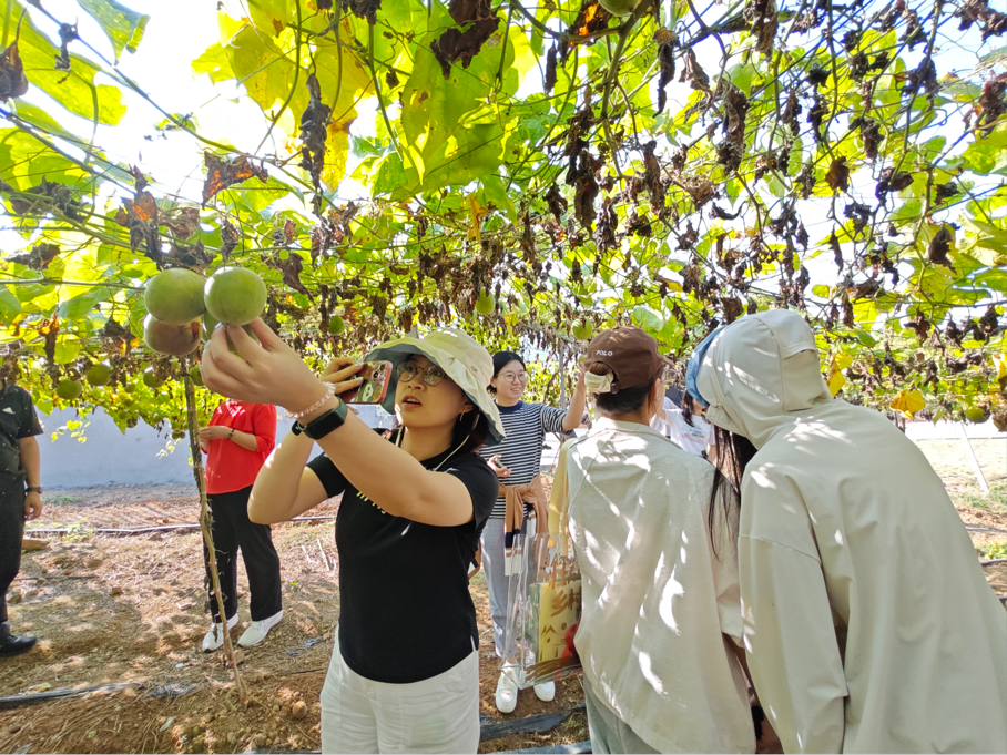 11月2日下午,新华日报•交汇点记者随“扎实推进乡村振兴 加快建设农业强区”——全国重点网络媒体云观广西采风团来到永福县苏桥镇,走进中国农产品特优区永福罗汉果科技示范园,探寻“东方神果”如何借助科技力量长出“腾飞翅膀”。图为采风团走进田间,近距离查看罗汉果生长情况。
新华日报•交汇点记者 宗祺 广西日报-广西云客户端记者 甘艳霞/文 陶洁/摄
