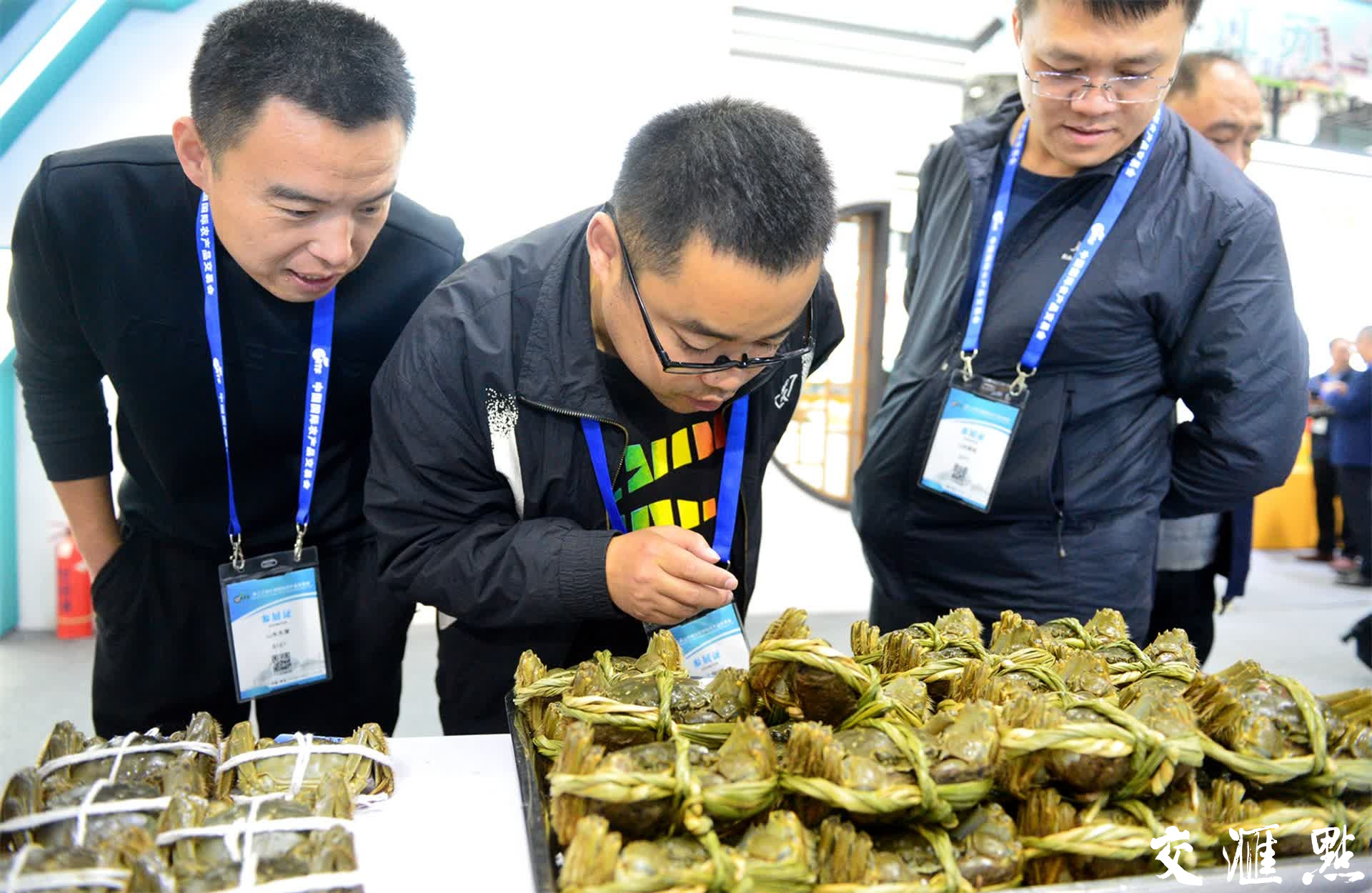 11月9日,在农交会江苏展区,观众被展示的洪泽湖大闸蟹吸引。