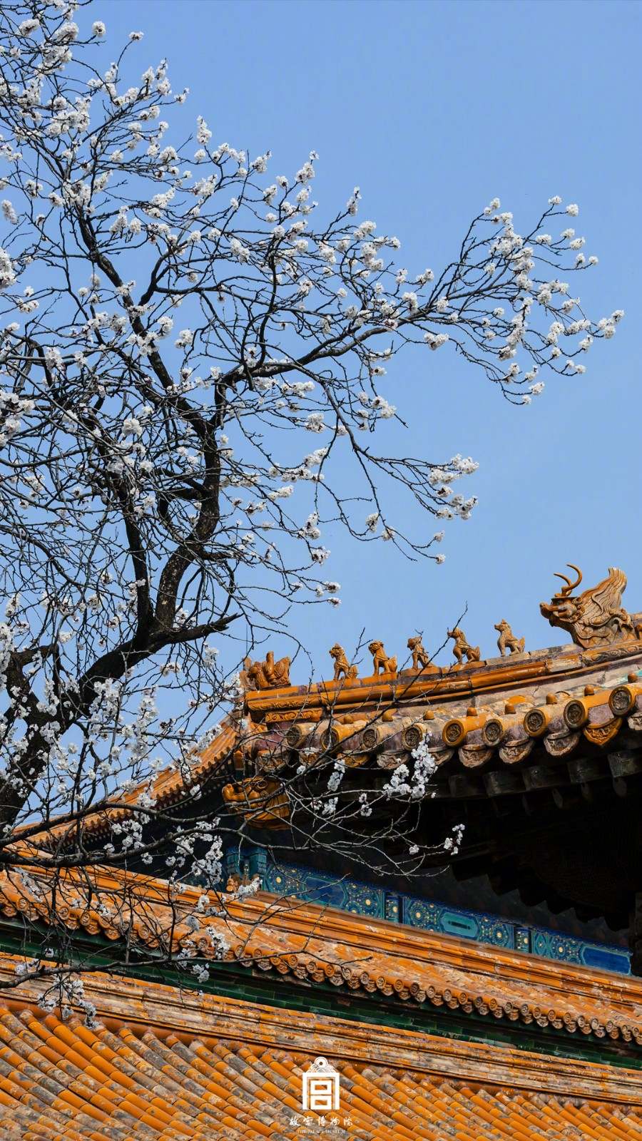 故宫春花壁纸上新了!借暖风春水,照枝头新妆,看春日故宫杏花开放。