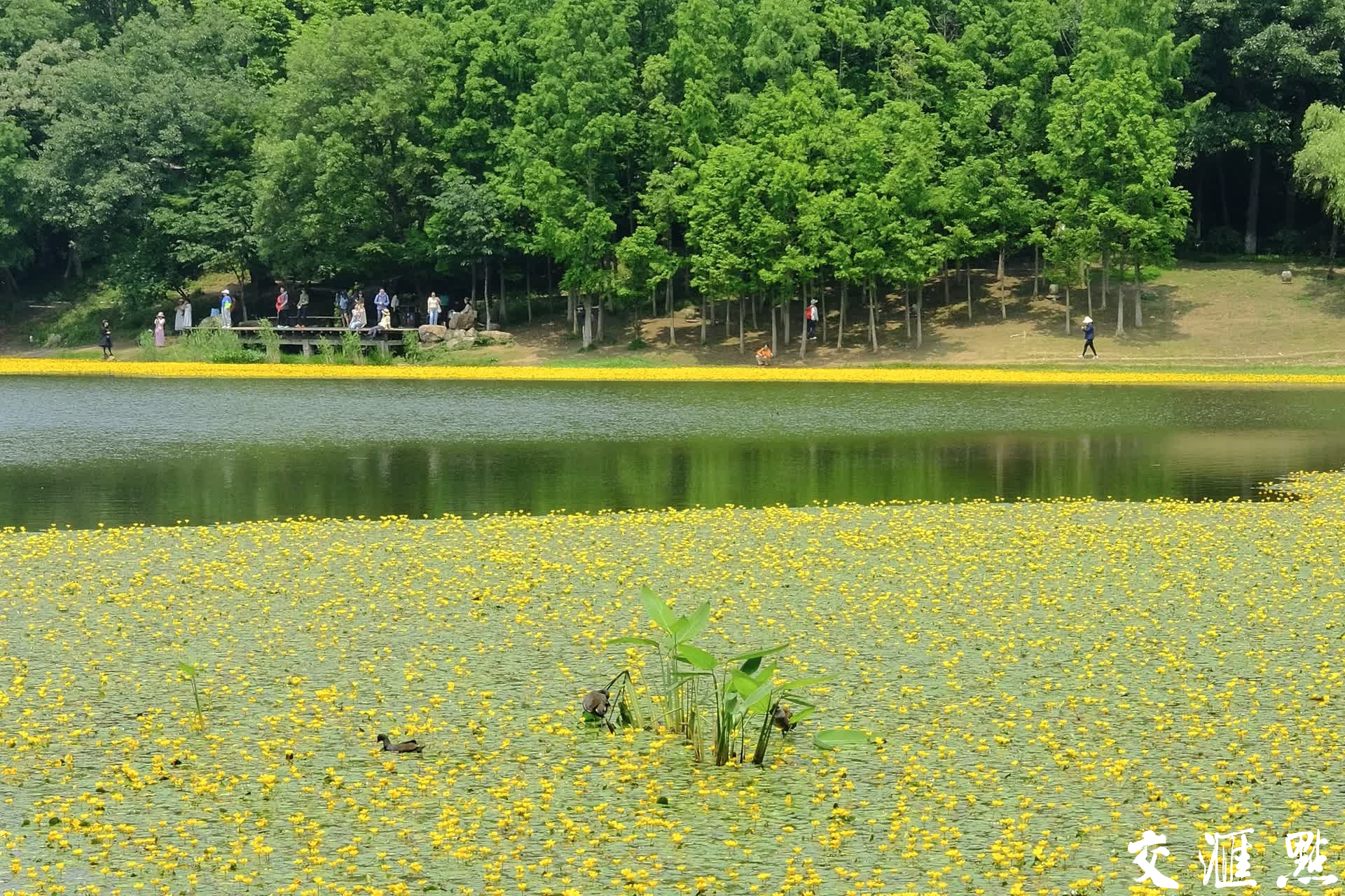 湖心不时冒出几只可爱的水鸟,为平静的湖面增添了几分活泼与灵动。
新华日报·交汇点记者 虞越/摄