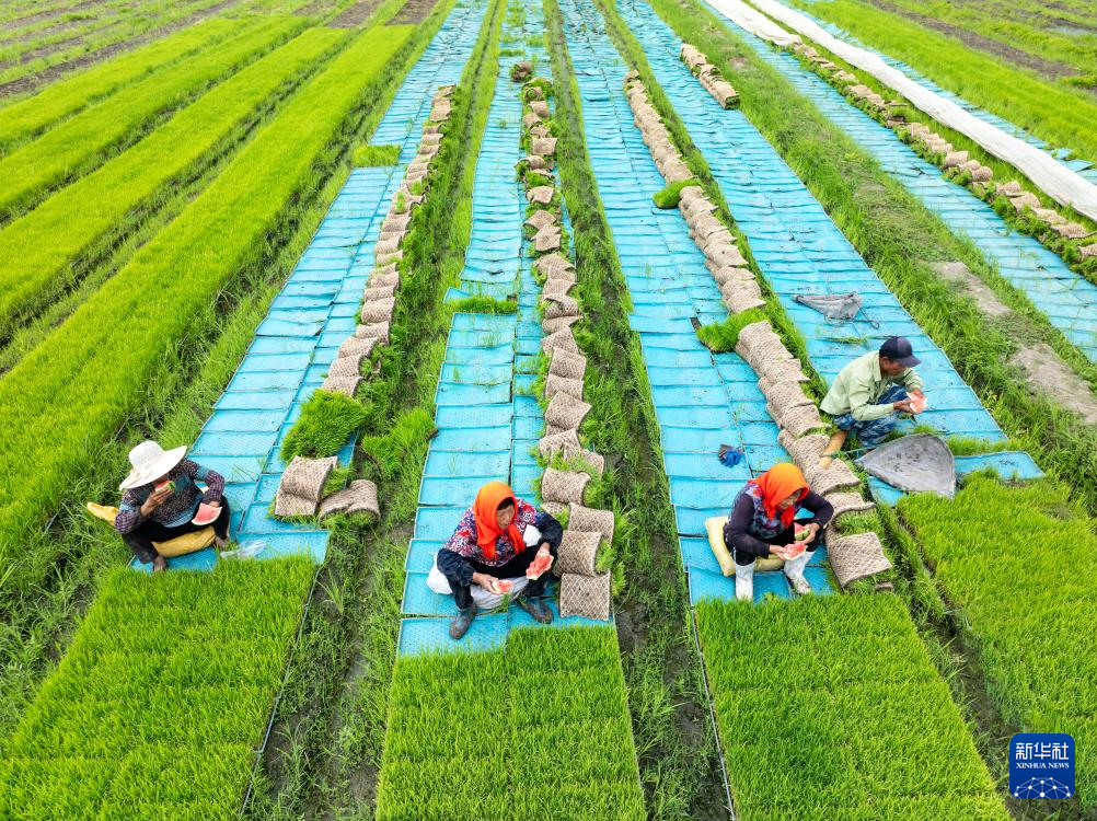 6月19日,在江苏省兴化市林湖乡湾朱村,农民在起秧苗间隙吃西瓜解暑(无人机照片)。新华社发(周社根摄)