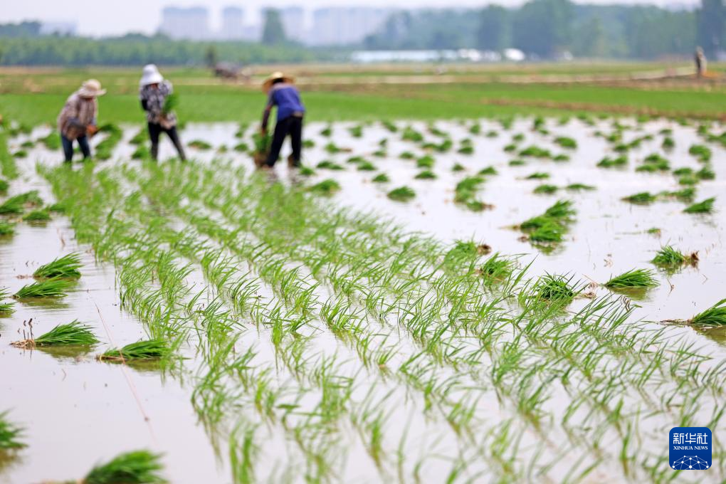 6月19日,山东省临沂市郯城县郯城街道农民进行水稻插秧。新华社发(张春雷摄)