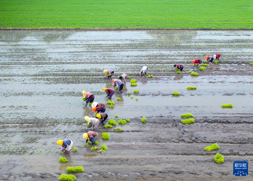 “三夏”时节,各地农民抢抓农时忙夏种。
6月19日,在江苏省兴化市林湖乡湾朱村,农民在田间插秧(无人机照片)。新华社发(周社根摄)