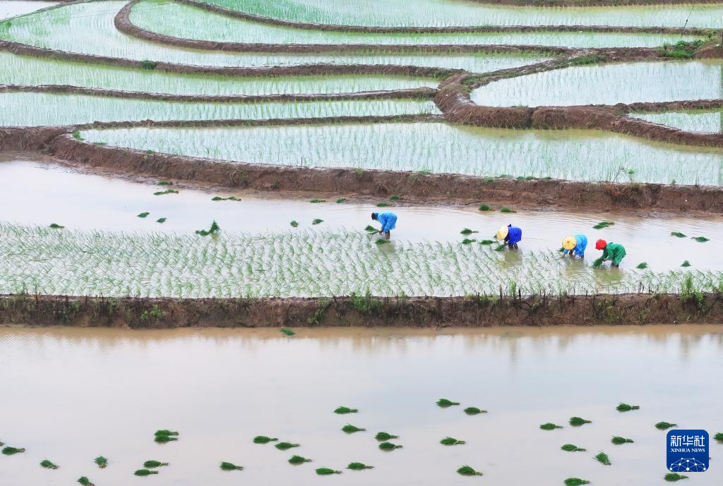 6月19日,在湖南省衡阳市衡东县大浦镇,当地村民在插秧(无人机照片)。新华社发(曹正平摄)