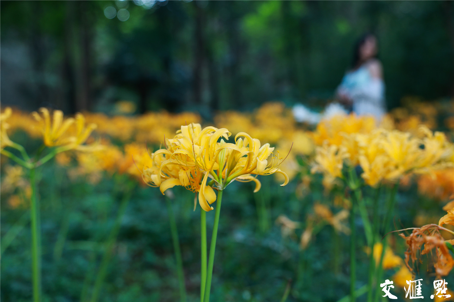 8月29日,南京东郊琵琶湖边忽地笑花迎来盛花期,随风摇曳的花朵簇拥成团,汇聚成一片耀眼的金黄花海,引得不少游客驻足观赏。据了解,忽地笑又名铁色箭、黄花石蒜,为石蒜科石蒜属植物,全株有毒,毒性最大的部位是鳞茎,游客只可观赏,不要采摘。新华日报·交汇点记者 蒋文超 摄