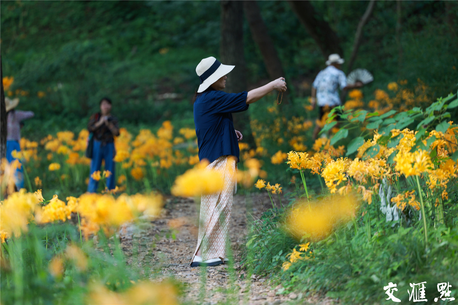 8月29日,南京东郊琵琶湖边忽地笑花迎来盛花期,随风摇曳的花朵簇拥成团,汇聚成一片耀眼的金黄花海,引得不少游客驻足观赏。据了解,忽地笑又名铁色箭、黄花石蒜,为石蒜科石蒜属植物,全株有毒,毒性最大的部位是鳞茎,游客只可观赏,不要采摘。新华日报·交汇点记者 蒋文超 摄