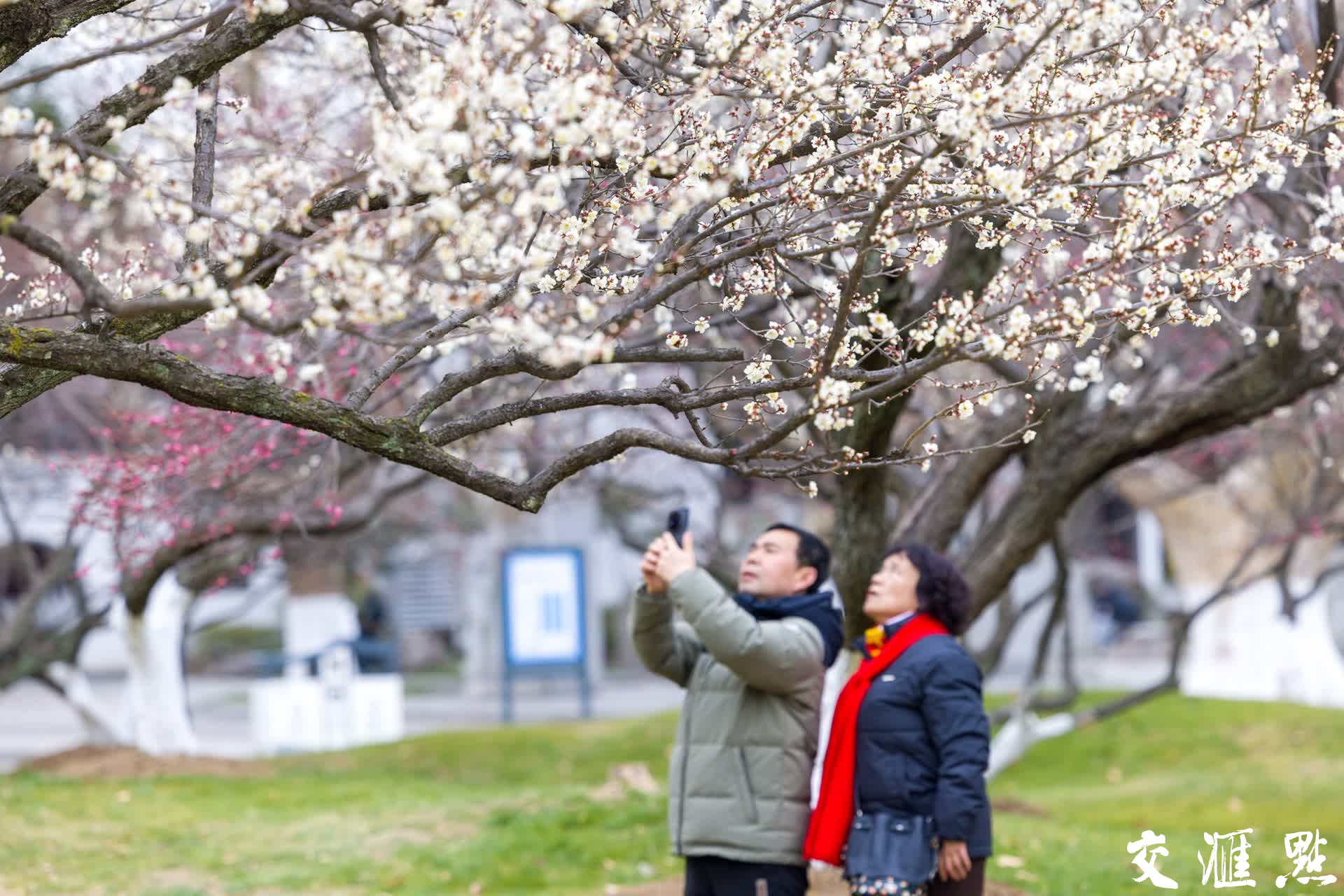 2月17日,南京玄武湖景区内市民和游客沿湖赏梅。
新华日报·交汇点记者 蒋文超 摄