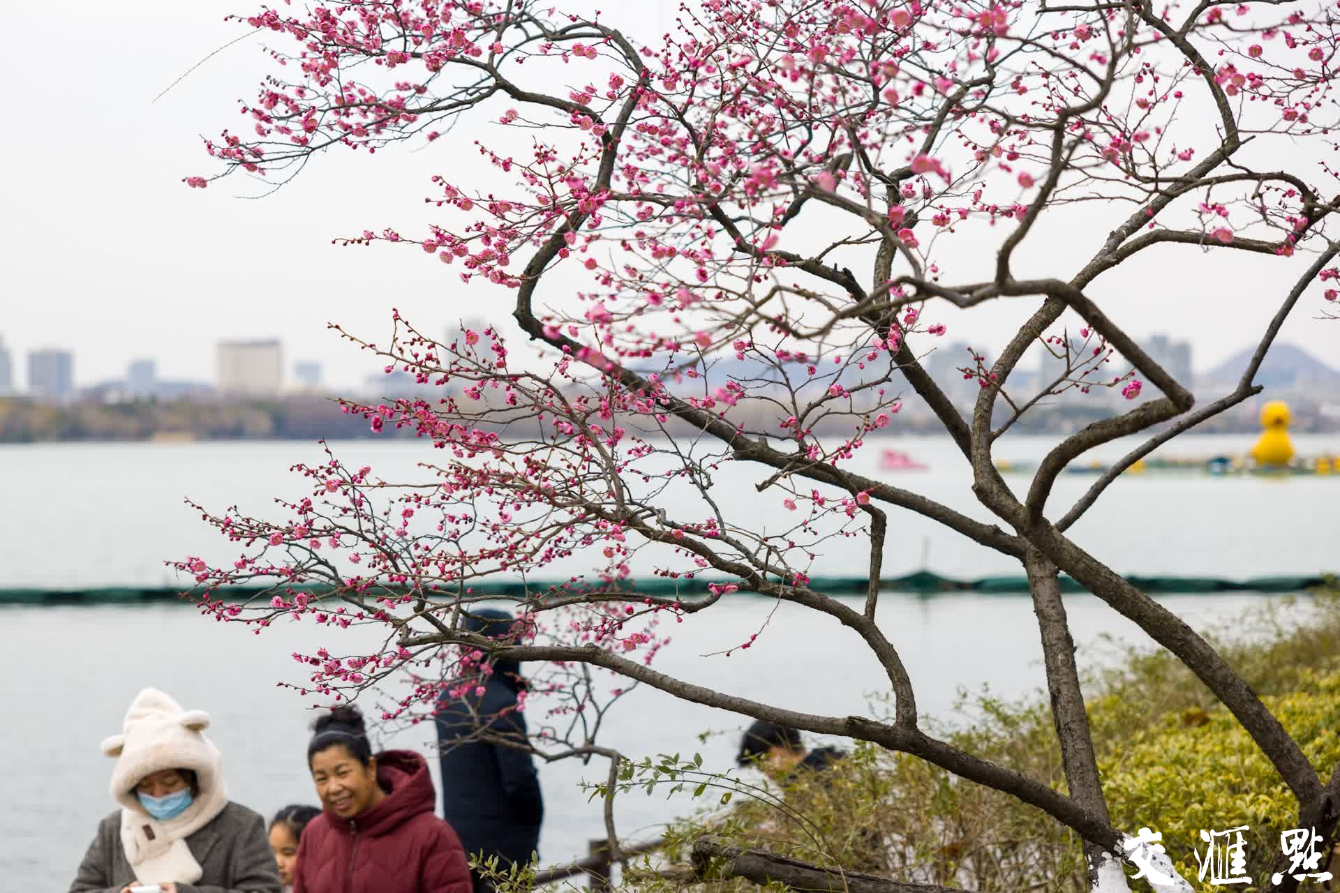 2月17日,南京玄武湖景区内市民和游客沿湖赏梅。
新华日报·交汇点记者 蒋文超 摄