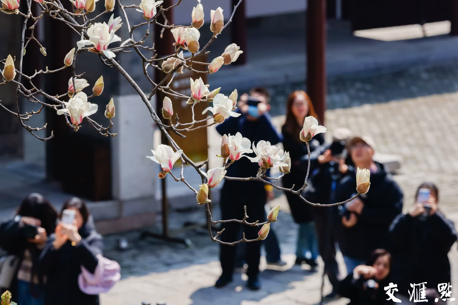 南京朝天宫内的玉兰花吸引众多市民和游客驻足赏花、拍照。新华日报•交汇点记者 蒋文超 摄