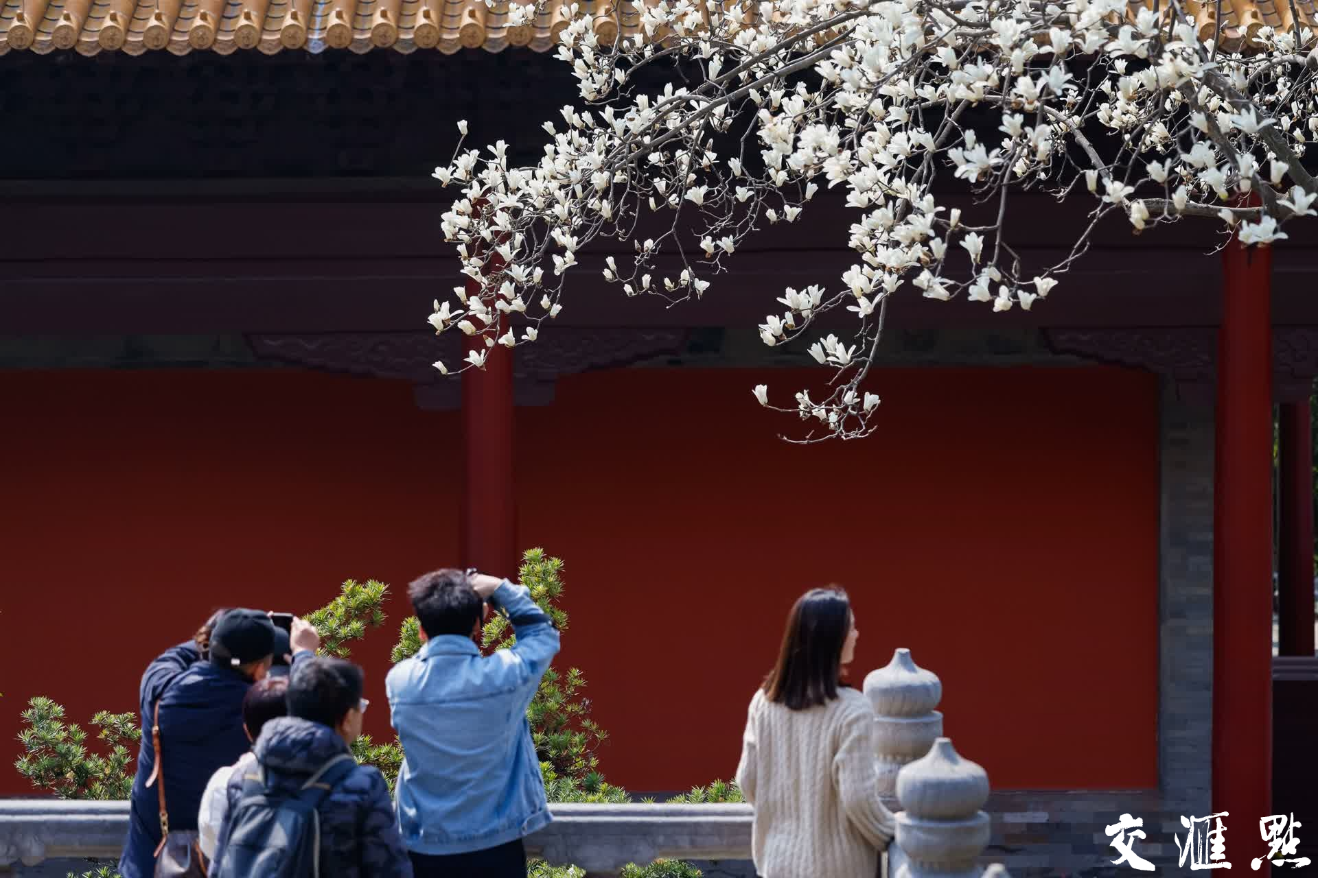 南京朝天宫内的玉兰花吸引众多市民和游客驻足赏花、拍照。新华日报•交汇点记者 蒋文超 摄