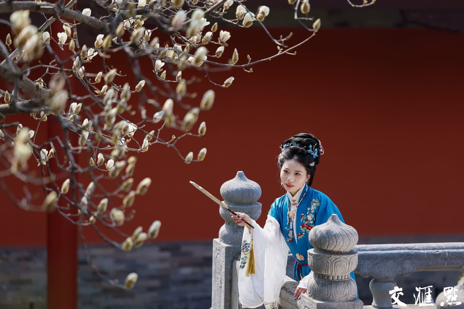 3月6日,南京朝天宫内的玉兰花缀满枝头,与古朴典雅的红墙碧瓦相映成趣。新华日报•交汇点记者 蒋文超 摄