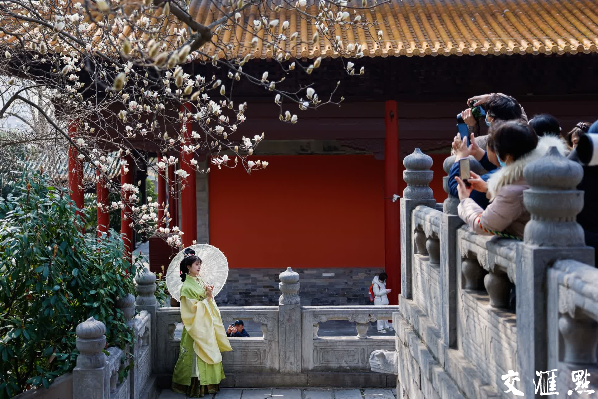 南京朝天宫内的玉兰花迎来盛放期,吸引众多市民和游客驻足赏花、拍照。新华日报•交汇点记者 蒋文超 摄