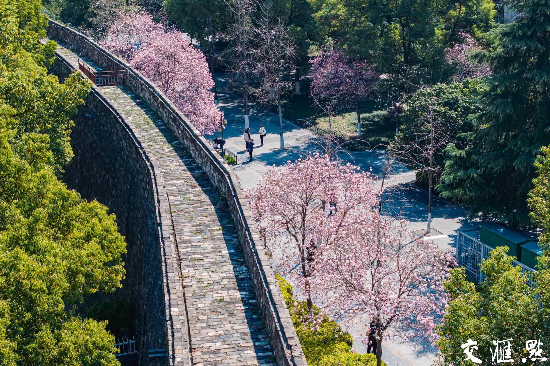 春光明媚,南京明城墙下的玉兰花、杏花、紫堇花等竞相绽放。春日里生机勃勃的繁花与古朴城墙相映成趣,吸引市民和游客驻足观赏。
新华日报·交汇点记者 蒋文超/摄