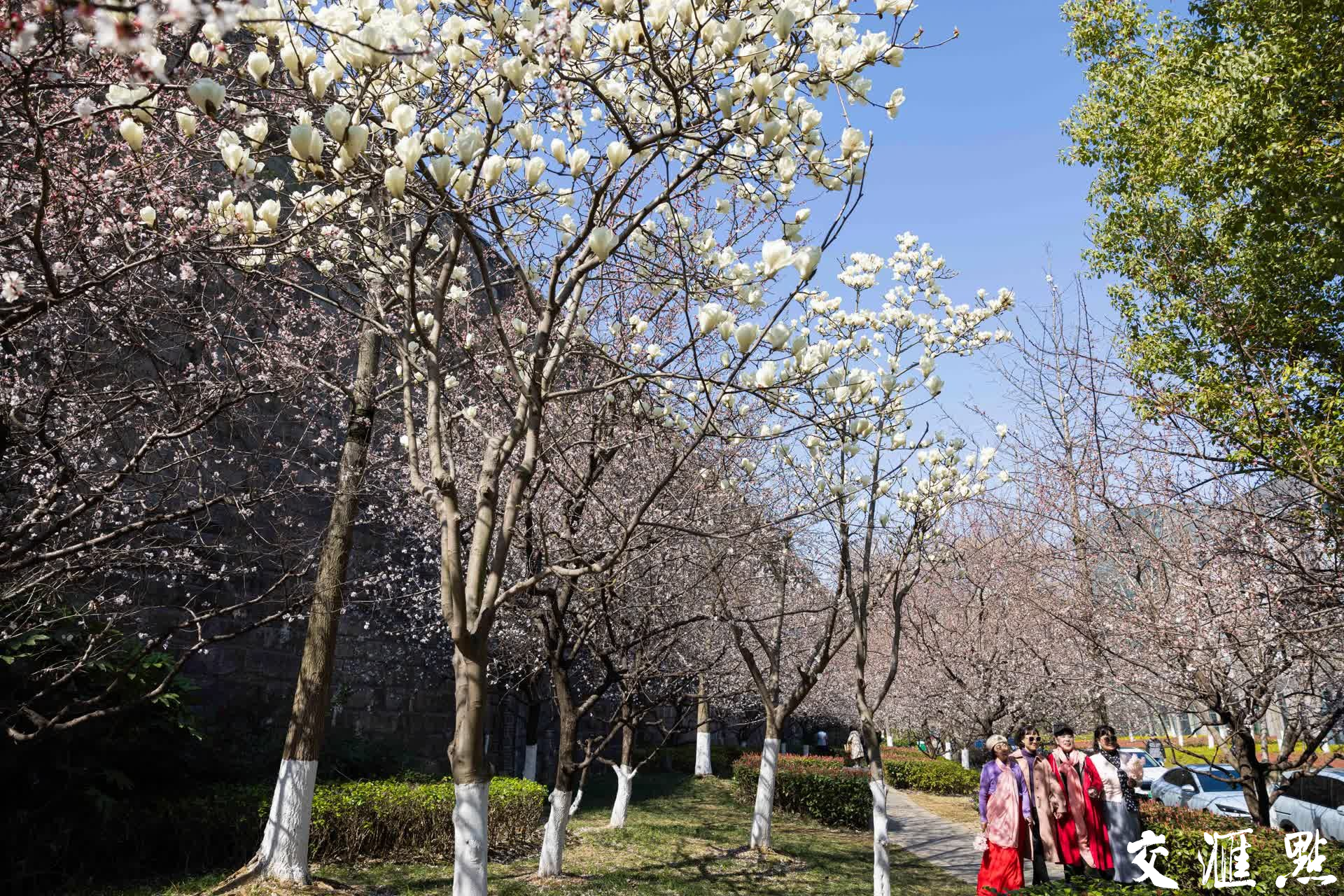 3月17日,南京秦淮悦动·新门西附近城墙下玉兰花和杏花盛开,吸引不少市民和游客打卡拍照。