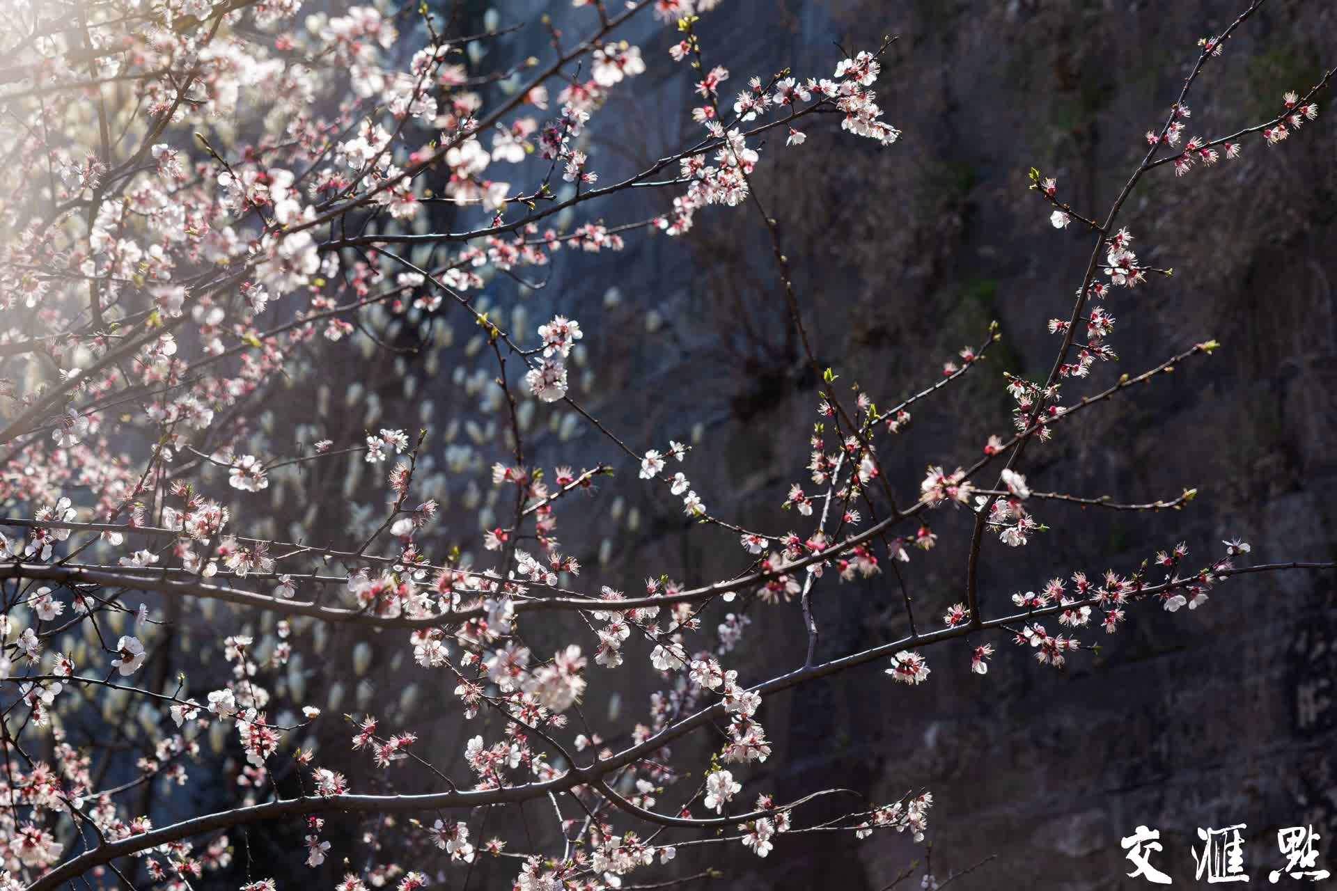 3月17日,南京秦淮悦动·新门西附近城墙下玉兰花和杏花盛开,繁花与古朴城墙相映成趣。