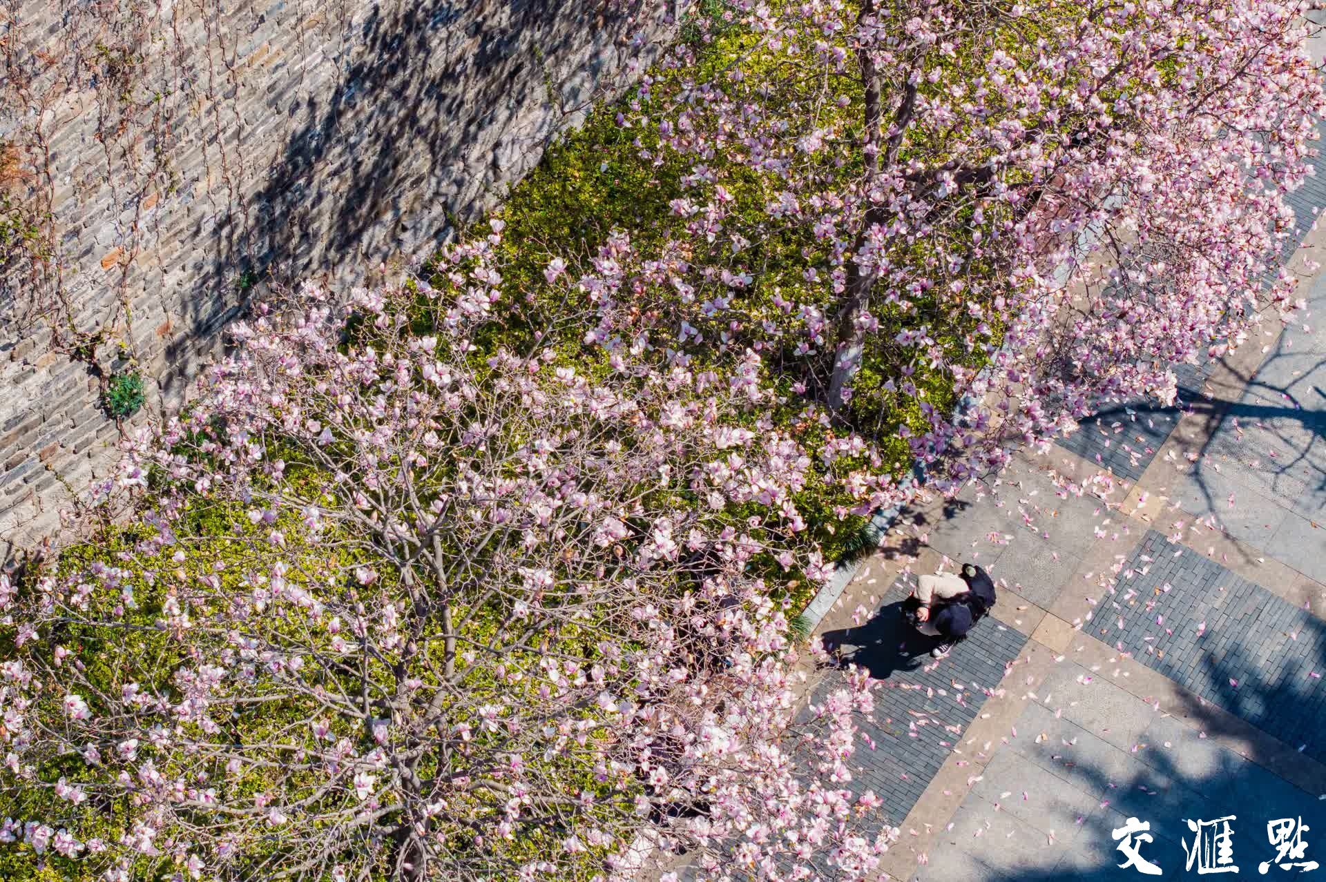 3月17日,南京汉中门明城墙下的玉兰花盛开。