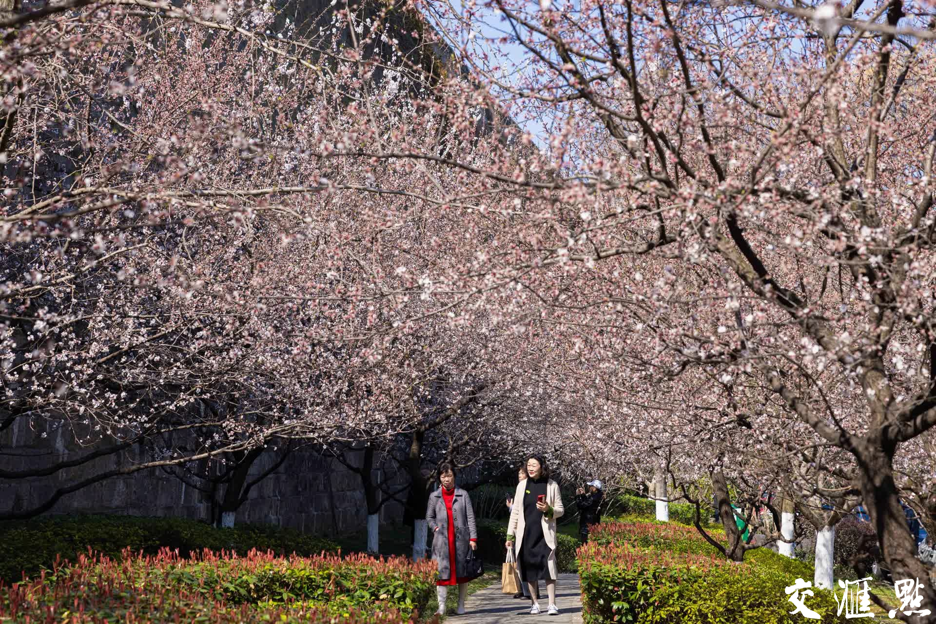 3月17日,南京秦淮悦动·新门西附近城墙下杏花盛开,吸引不少市民和游客打卡拍照。