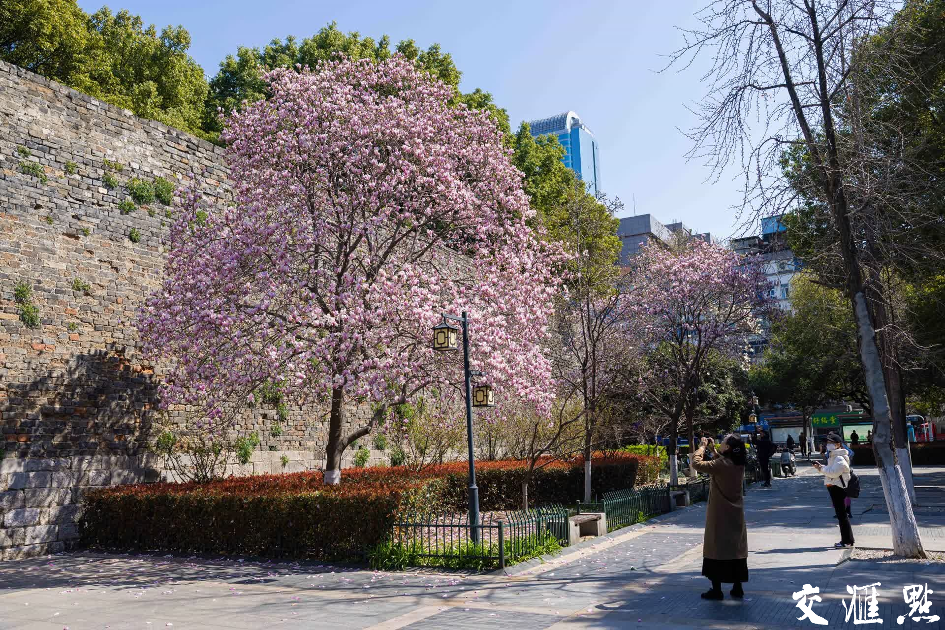 3月17日,南京汉中门明城墙下的玉兰花盛开。