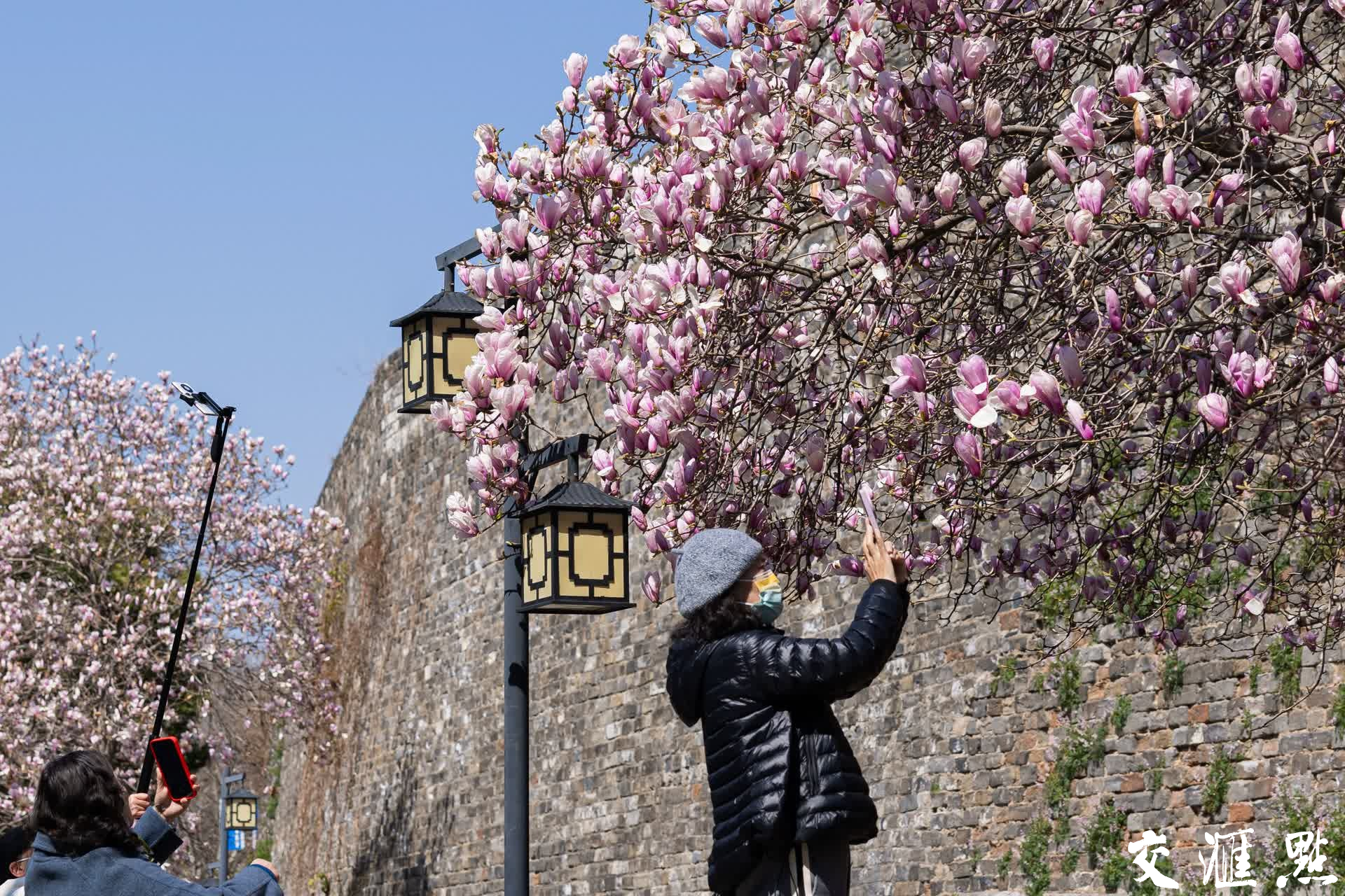 3月17日,南京汉中门明城墙下的玉兰花盛开,吸引市民和游客驻足观赏。