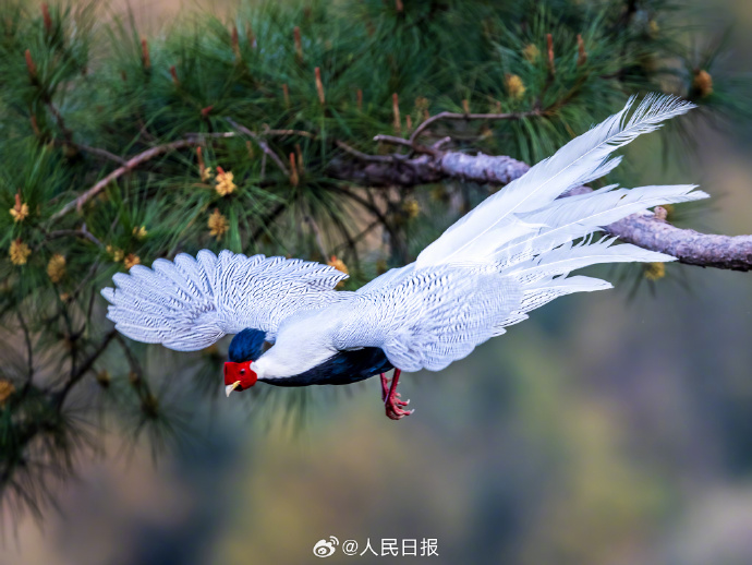 近日,福建三明,永安丰田村,晨光里,国家二级保护动物白鹇在松树间穿梭,松林充满仙气,彰显勃勃生机。