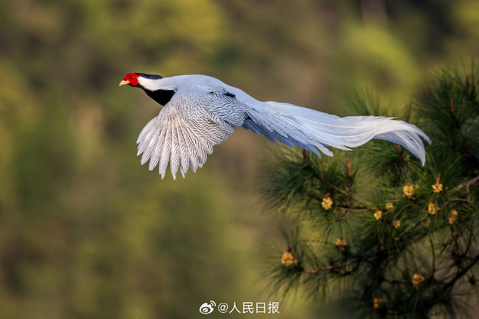 近日,福建三明,永安丰田村,晨光里,国家二级保护动物白鹇在松树间穿梭,松林充满仙气,彰显勃勃生机。