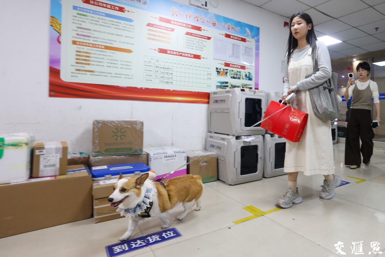 2025年4月10日,乘客在中铁快运南京南站营业部办理宠物托运服务手续。新华日报·交汇点记者 陈俨/摄