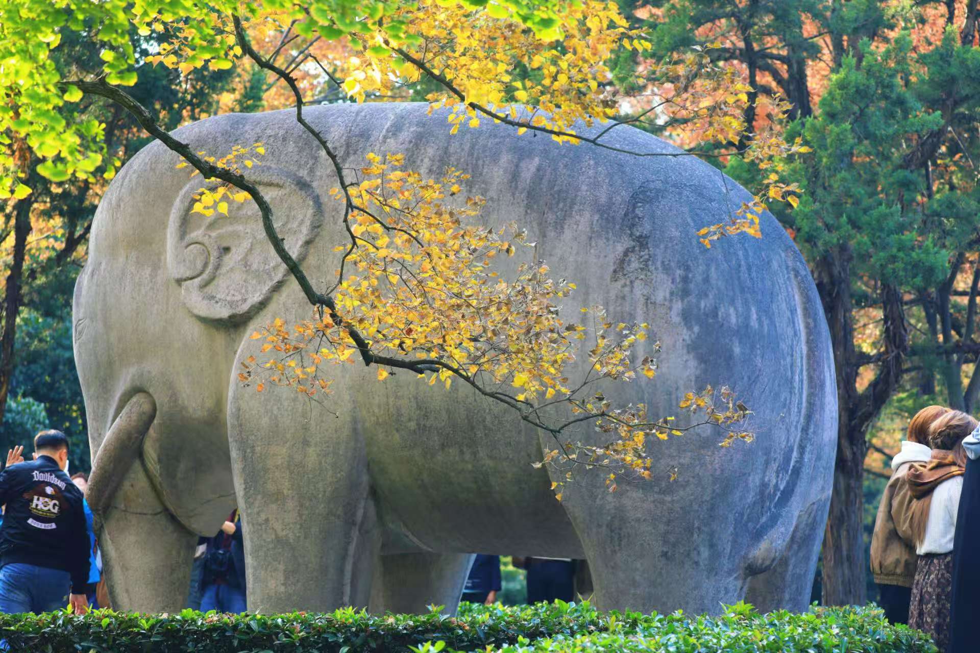 11月4日，被譽為“最美600米”的南京明孝陵石象路披上秋日盛裝，烏桕、銀杏和楓香，呈現黃、橙、紅色調交織，歷史的厚重與秋日的絢爛相映成趣，吸引游客駐足。
通訊員 徐福庚  新華日報?交匯點記者 聶偉