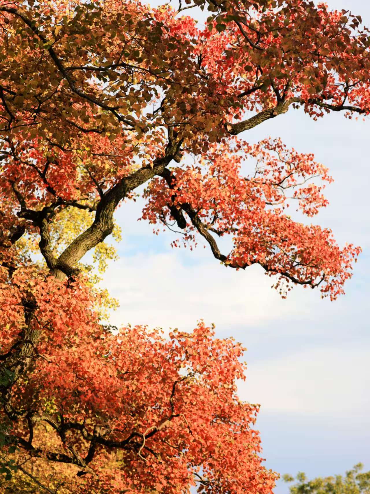 11月4日，被譽為“最美600米”的南京明孝陵石象路披上秋日盛裝，烏桕、銀杏和楓香，呈現黃、橙、紅色調交織，歷史的厚重與秋日的絢爛相映成趣，吸引游客駐足。
通訊員 徐福庚  新華日報?交匯點記者 聶偉